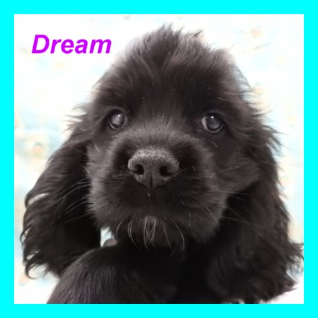 puppy, for, sale, Cocker Spaniel, Joe & Cherri  Overlease, dog, breeder, Miller, MO, dog-breeder, puppy-for-sale, forsale, nearby, find, puppyfind, locator, puppylocator, aca